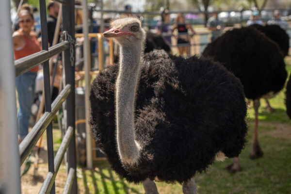 Ostrich at Chandler Arizona Ostrich Festival